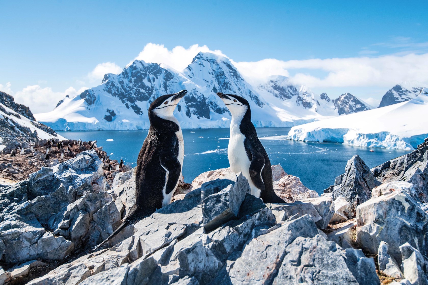 Bilderdatenbank, Titelbild, Antarktis, Pinguine, Zügelpinguine, CTI