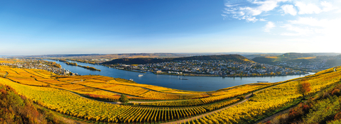 The world of Rhine wines