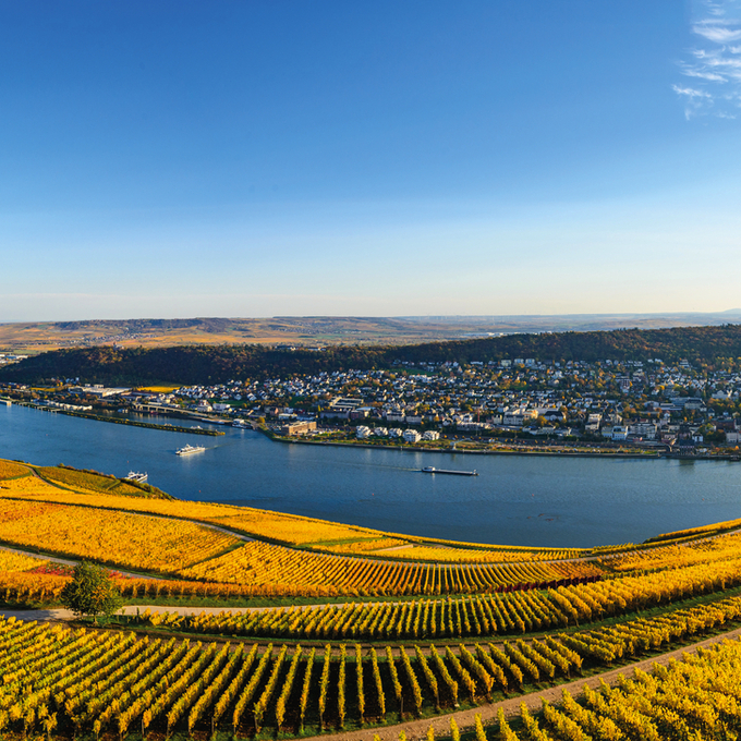 The world of Rhine wines