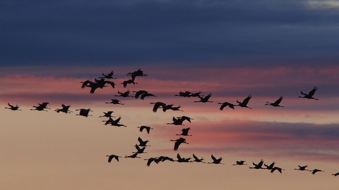 To the Baltic Sea for crane season