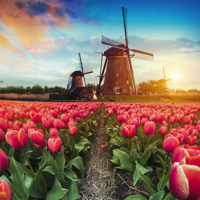 Experience the tulip blossom in Holland at its most beautiful time!